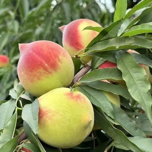 pfirsichbaum - garten zwergobstbäume obstsamen winterharte für balkon - Seltene serie - säulenobstbäume säulenobst winterhart winterharte 6samen