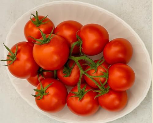 Tomatensamen Harzfeuer – süße aromatische deutsche Rispentomate, 10 Samen | Samenfest, rote Rispentomaten, süß‑sauer, frühreifend. Frische Ernte, hohe Keimquote. Sehr ertragreiche, robuste Sorte.