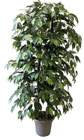 MY E GARDEN - FIORI E PIANTE ARTIFICIALI Pianta Artificiale per Interno o Esterno, Pianta Ficus Benjamin Artificiale Decorativa, Pianta Finta Soggiorno Camera Cucina Salotto Ufficio