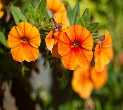 100 graines de pétunia orange