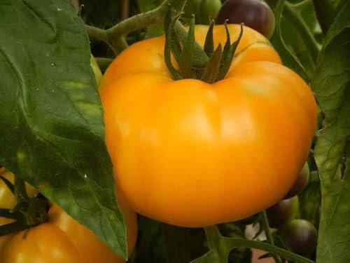 Buy4seeds 80 Seeds Tomato Brandywine Yellow Useful for Garden and Outdoor