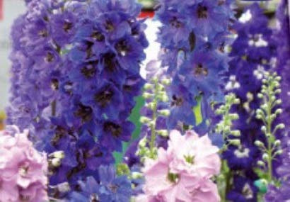 Stk - 20x Rittersporn Round Table Series mix (Delphinium)- Samen Garten KS341 - Seeds & Plants Shop by Ipsa
