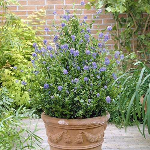 Californian Lilac Plants 'Skylark' Ceanothus thyrsiflorus Quick Growing Bushy Evergreen Hardy Shrub Blue Blooms Easy to Grow Your Own Garden Flowers 2 x 3 Litre Potted Plant by Thompson & Morgan