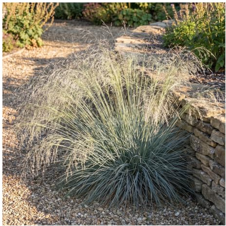 Stauden Gänge 3 x Eragrostis elliottii 'Blue Eros' Blaues Liebesgras | Blaues Ziergras für Sonne, Blüte Juli bis Oktober, mehrjährig, 1 L Topf (11x11 cm)