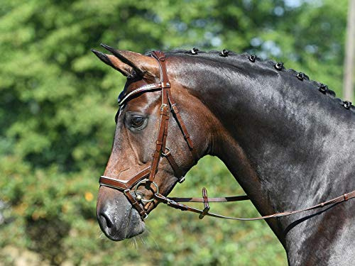Busse