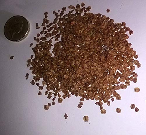 Portale Cool Lawsons Cipresso, Chamaecyparis lawsoniana conifere Albero E Bonsai. 100 semi