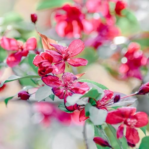 begonien, malus spectabilis, winterharte für sonnige plätze schattenpflanzen topfpflanzen draußen winterhart kletterpflanzen 80samen