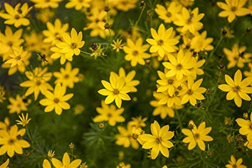 Mädchenauge Coreopsis verticillata Staude winterhart mehrjährig pflegeleicht