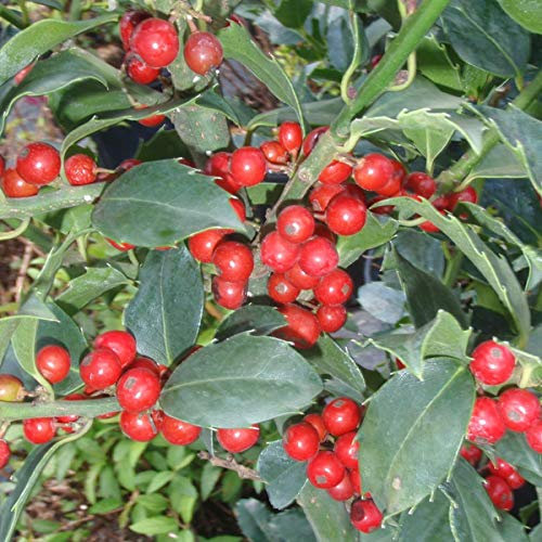 1 x Ilex Meserveae 'Blue Angel'- Houx 'Blue Angel' 30-40 cm en conteneur