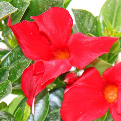 Dipladenia Chilenischer Jasmin 10cm Topf 1 Pflanze rot