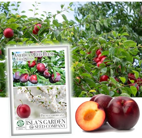 American Red Plum Tree Seeds for Planting, 5 Fruit Seeds Per Packet, (Isla's Garden Seeds), Non GMO & Heirloom Seeds, Botanical Name: Prunus Americana, Great Home Garden Gift