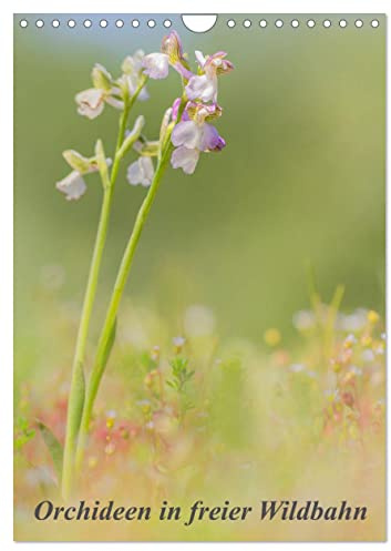 Orchideen in freier Wildbahn (Wandkalender 2026 DIN A4 hoch), CALVENDO Monatskalender: Eine kleine Auswahl an einheimischen Orchideen. (CALVENDO Natur)