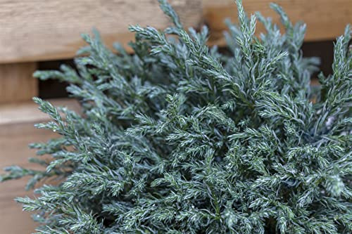 Chamaecyparis pisifera 'Baby Blue' 20–30 cm – Immergrün, Winterhart, Pflegeleicht – Zwerg-Scheinzypresse – Konifere für Steingarten & Kübel