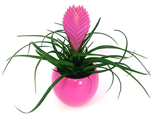 POWERS TO FLOWERS - TILLANDSIA CYANEA IN VASO CERAMICA FUCSIA SFERICO, pianta vera