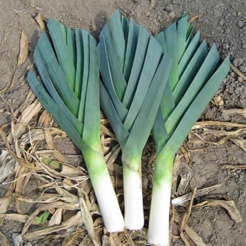 American Flag Leek Select: 200-40K Seeds Cold Hardy! Heirloom Non GMO Sweet Northeast Garden (800 Seeds)