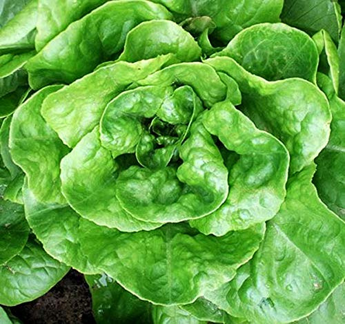 Kleinwüchsiger Butterkopf Salat Tom Thumb - Salate - 500 Samen