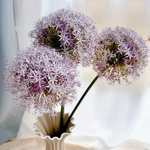 Bulbi di Allium, rare Le di Allium Giganteum sono cipolle, decorazione da giardino per esterni bulbi di cipolla ornamentali, giardino di allium 5pcs
