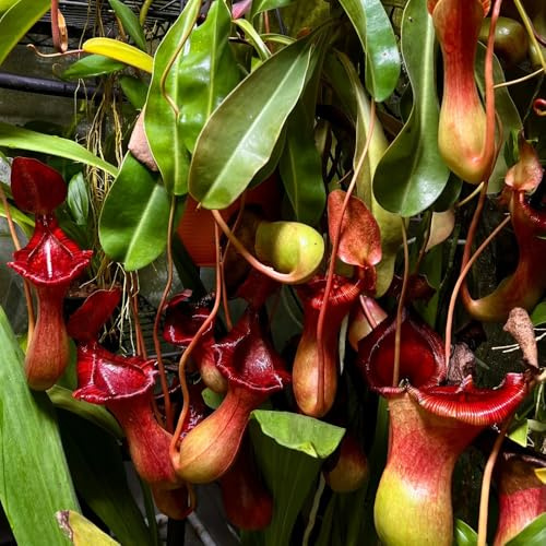 Kannenpflanze, Nepenthes, fleischfressende Nepenthes mirabilis, winterharte für balkon winterharte für garten grünpflanzen balkonpflanzen 30Samen