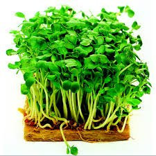 Mustard White Seeds by Country Value. Average 1200 seeds.