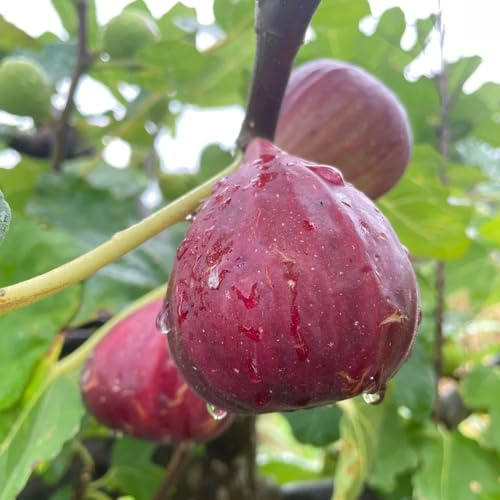 feigenbaum obstbaum pflanzensamen steingartenpflanzen winterhart pflanzendeko obstbäume zimmerbonsai bonsai säulenobstbäume bio baumsamen kräutergarten winterharte kübelpflanzen 300samen