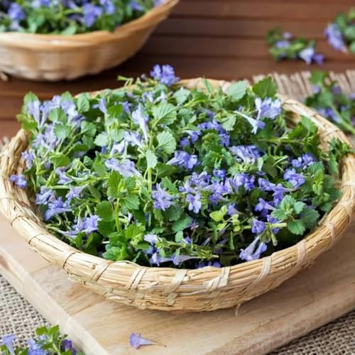 edera terrestre semi di prato selvatico perenni resistenti al sole primavera giardino balcone primavera semi selvatici 400pcs
