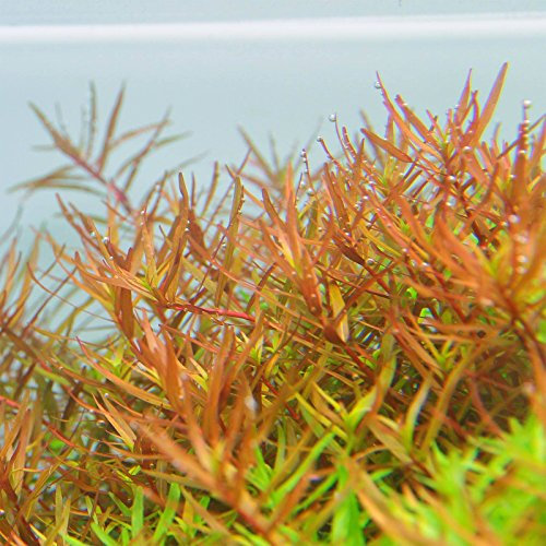 Rotala 'Vietnam H'ra' - 3 Bunch - Live Aquarium Plant