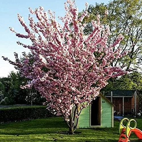 1st. Japanische Blüten/-Zierkirsche Prunus serrulata 120-150cm im großen Topf