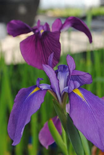 Iris ensata 9x9 cm Topf – Winterhart, Mehrjährig, Pflegeleicht – Japanische Sumpf-Schwertlilie – Teichrandpflanze für Gartenteich & Sumpfbeet