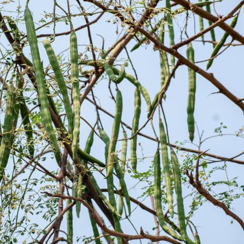 30 pz Semi di Moringa biologici, semi esotici degli alberi bonzai, Semi di albero, Moringa oleifera vecchie varietà, aiuola rialzata semi di alberi, regali da giardino per le donne