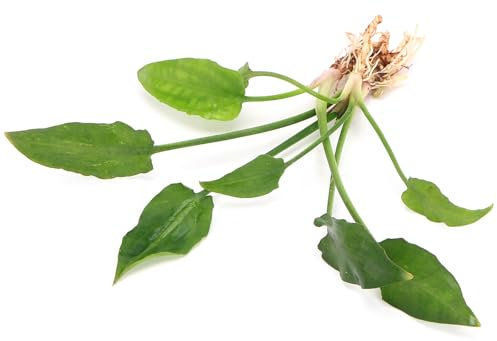 K2AQUA Cryptocoryne Pontederiifolia Live Aquarium Plant Freshwater Tropical Aquatic Decoration Healthy Growth Low Maintenance Natural Greenery Perfect for Fish Tank Aquascaping