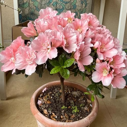 Semillas de azalea, de jardín Rododendro, de exterior resistentes Decoración de jardín para exteriores arbustos 65pcs
