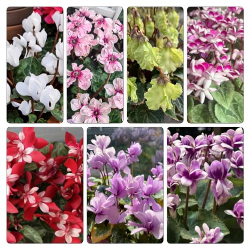Semi di ciclamino Giardino roccioso, resistenti per il pieno sole Vecchie varietà resistenti giardino roccioso rara rampicante decorazioni 300pcs