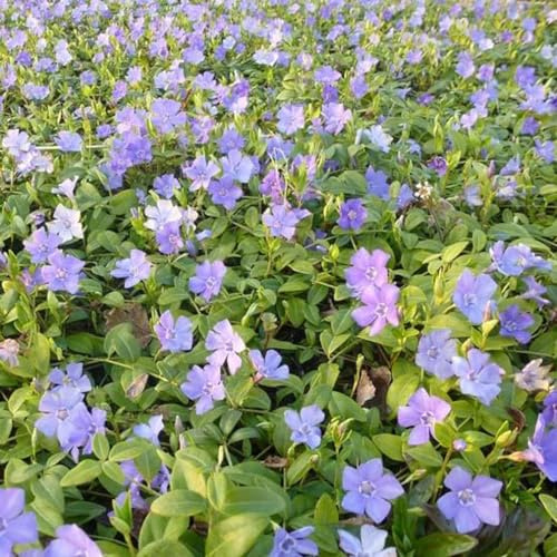 24 x Petite Pervenche 'La Grave' (= 'Bowles Variety') - Vinca minor 'La Grave' godet 9x9cm, pour 3m² : Un couvre-sol robuste à floraison violette pour votre jardin.