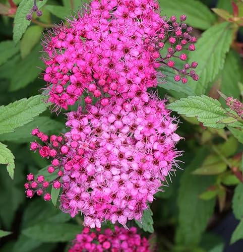 Roter Sommerspierstrauch Anthony Waterer 30-40cm - Spiraea japonica - lebende Gartenpflanze aus den Baumschulen