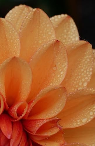 Orange Dahlia Notebook
