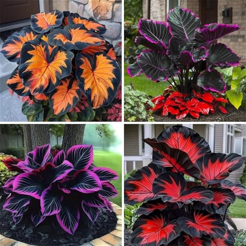 Decorazione,Resistente/Facile Da Mantenere Rari Hosta/Perfetto per chi è sempre indaffarato.-6Hosta pezzo-I