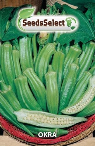 Semi di OKRA Abelmoschus Esculentus (Hibiscus esculentus)