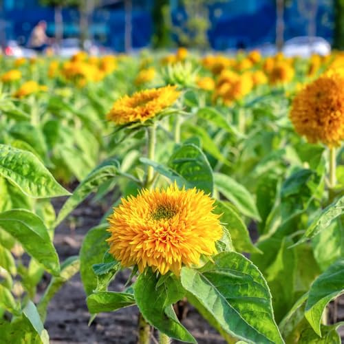 girasoli da giardino che amano l'ombra, semi di giardino resistenti girasoli interni esotici tagliati perenni resistenti, lunghi 250pcs