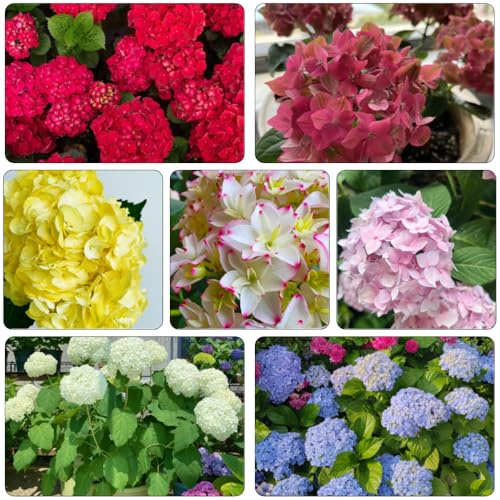 ortensia - Letti elevati per giardino decorazione scalatrici semi di prato esotico selvatico, autunno, selvatico perenne 100pcs