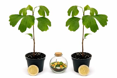 POWERS TO FLOWERS - GINGO BILOBA MINI IDEALE PER TERRARIUM, VASO 5,5 CM DIAMETRO, 2 PIANTE, Piante vere