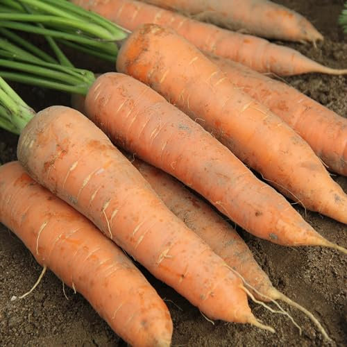 PREMIER SEEDS DIRECT - Autumn King, Pelleted Carrot Seeds 500 Seeds