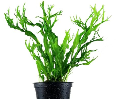 AquaBreedingSkill Microsorium pteropus – Plante d’Aquarium Vivante pour Eau Douce, Plante Verte décorative pour Aquarium, idéale pour Poissons et crevettes – avec Passeport phytosanitaire (Windelov)