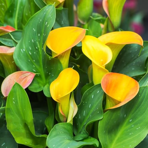 Gigli di calla decorazioni da giardino per esterni Calla primaverili giardino da interno sostenibili in vaso, di selvatici, 12bulbi