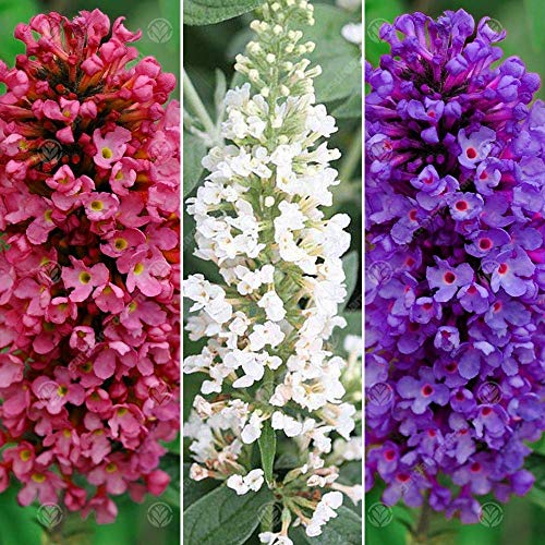 Buddleia Petite Collection Pack of 3 Red White & Blue Butterfly Bush Mix Plants