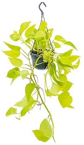 Exotenherz - Zimmerpflanze zum Hängen - leuchtende Efeutute - Epipremnum Golden Pothos - Scindapsus - 14cm Ampeltopf