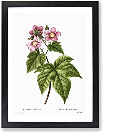 Blooming Raspberry Bush By Pierre Joseph Redoute Vintage Framed Wall Art Print, Ready to Hang Picture for Living Room Bedroom Home Office Décor, Black A3 (34 x 46 cm)