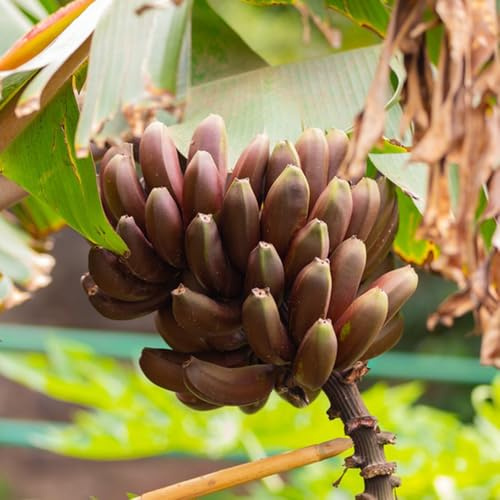 semillas de plátano de plátano, resistentes para jardín resistentes del plátano, balcón con de pilar, 30pcs