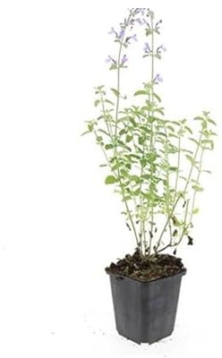 Katzenminze - Nepeta faassenii 'Walker's Low' - pflegeleichte Staude - 9cm Topf - Set mit 60 Pflanzen