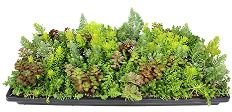 Sedum Tile, Live Sedum Succulent Planter, Stonecrop Plant Sedum Mat, Preplanted Succulent Sedum Carpet, Live Flowering Plants Sedum Planter, Sedum Plant Succulents Live Plant Wall by Plants for Pets