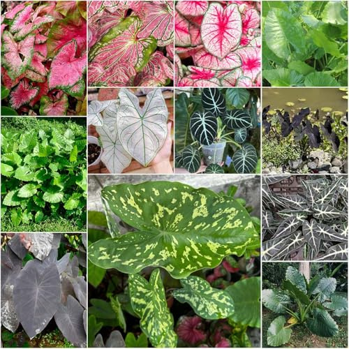 semillas de alocasia semillas exóticas de perennes jardín bonsái alocasia decoración balcones jardín interior interior balcón 100pcs